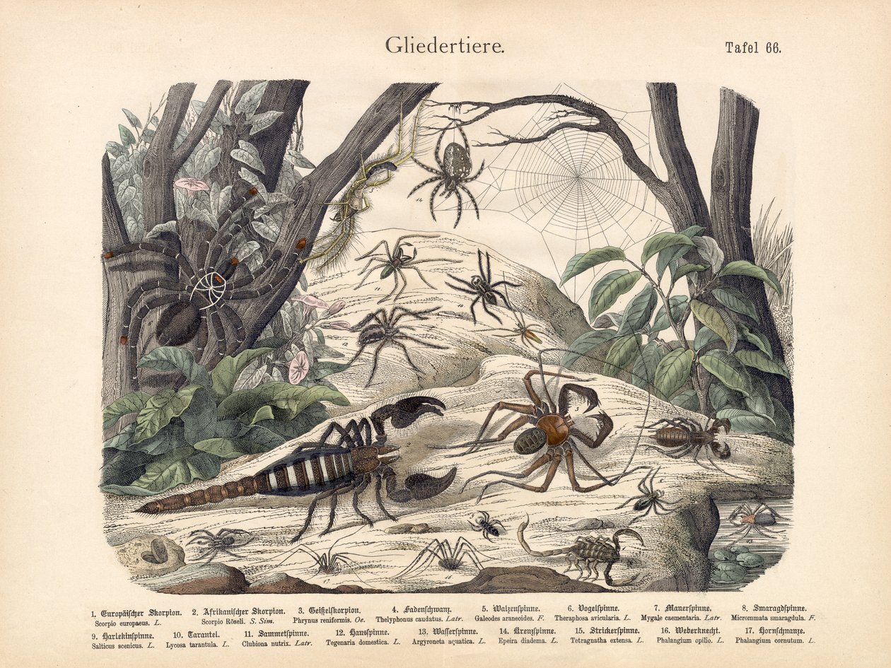 Scorpions and Spiders, c.1860 od German School