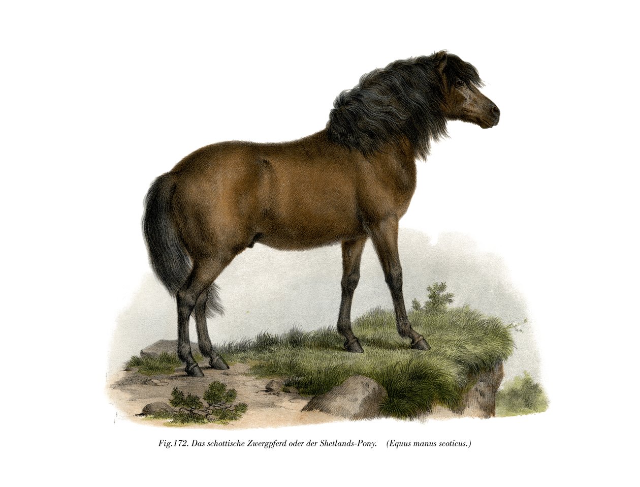 Shetland-Pony, 1860 od German School