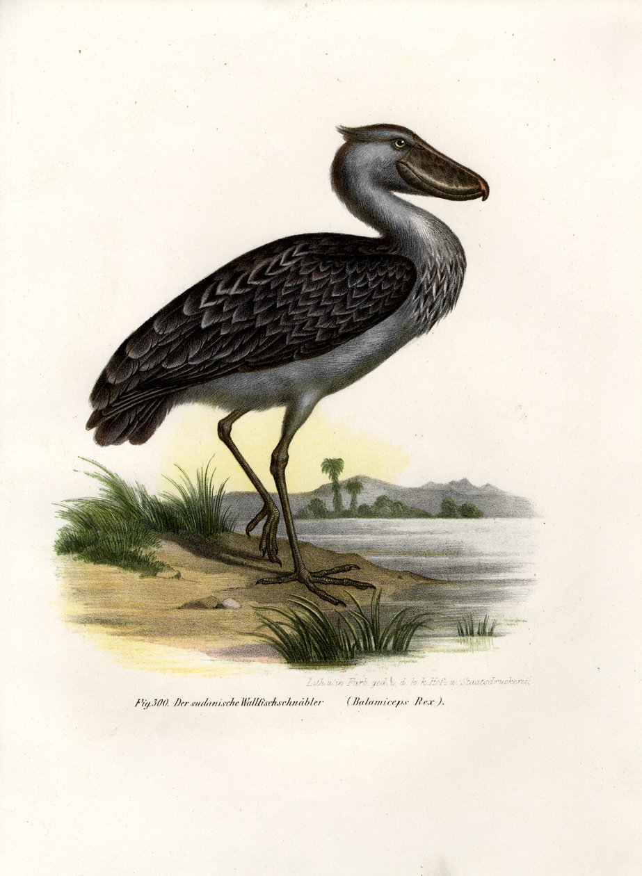 Shoebill, 1864 od German School