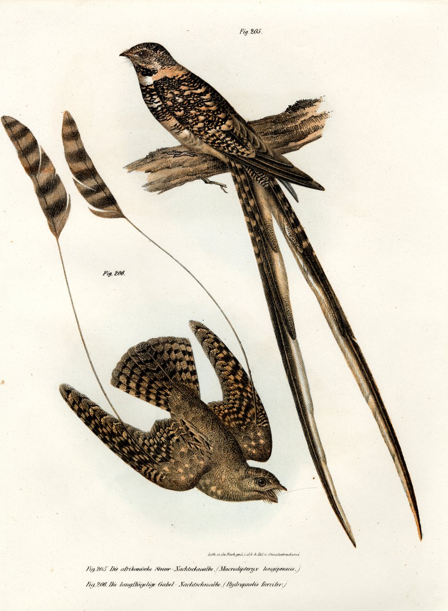 Nightjar se standardními křídly, 1864 od German School