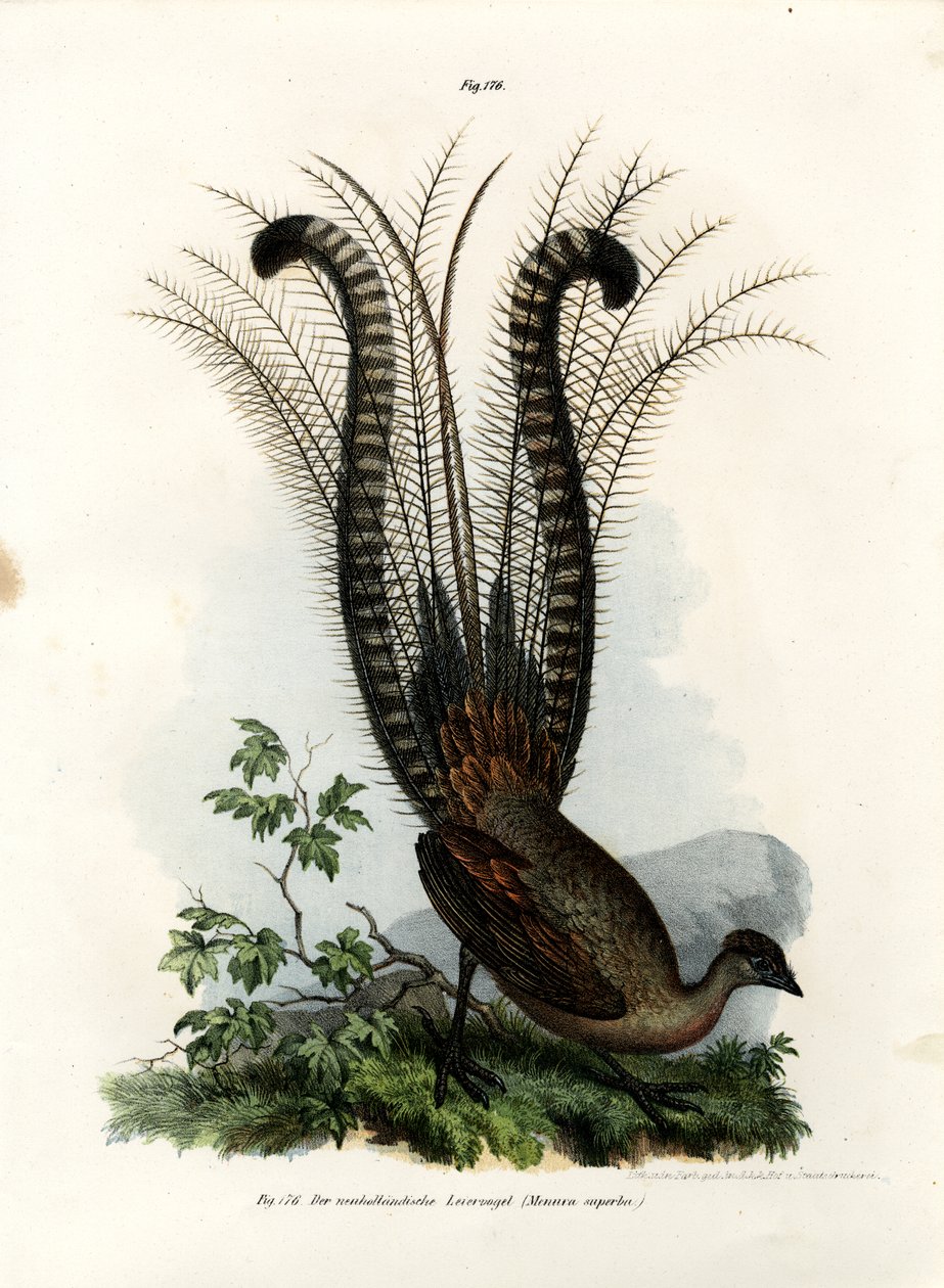 Vynikající Lyrebird, 1864 od German School
