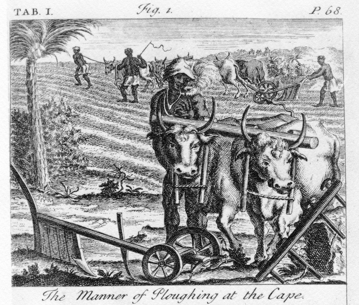 Způsob orby na mysu, ilustrace v „Současném stavu mysu Dobré naděje: díl II“, vydaný v roce 1731 od German School