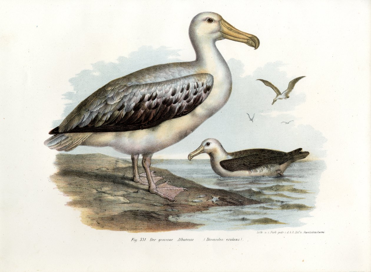 Putující Albatros, 1864 od German School
