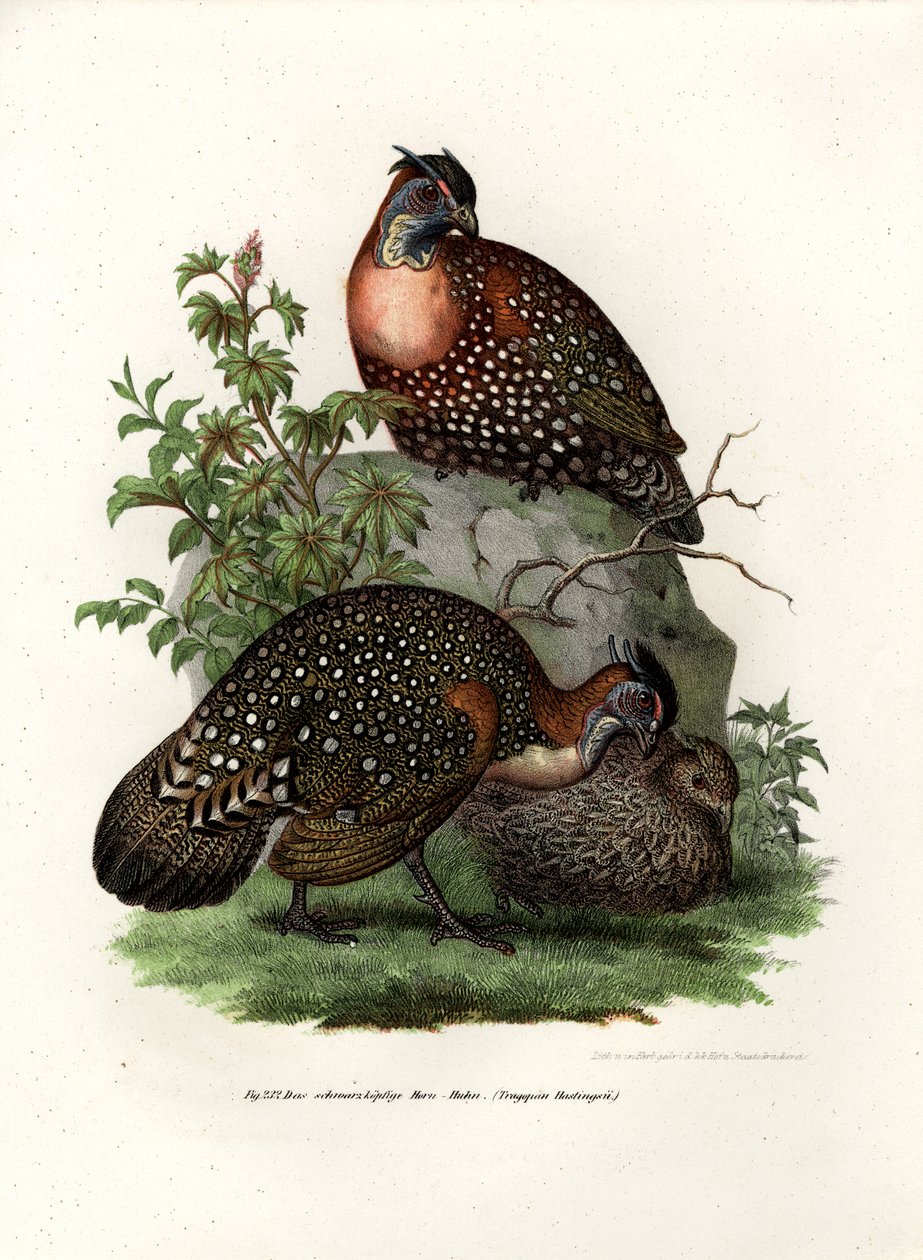 Západní Tragopan, 1864 od German School