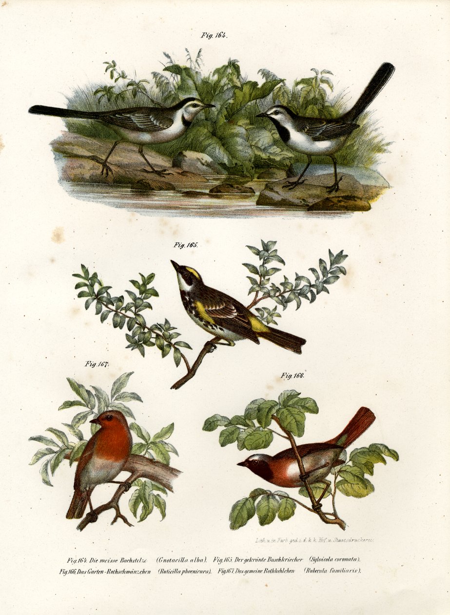 Konipas bílý, 1864 od German School