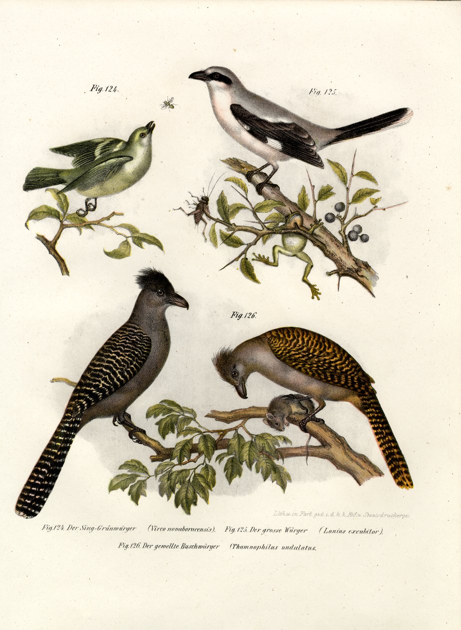 White-eyed Vireo, 1864 od German School
