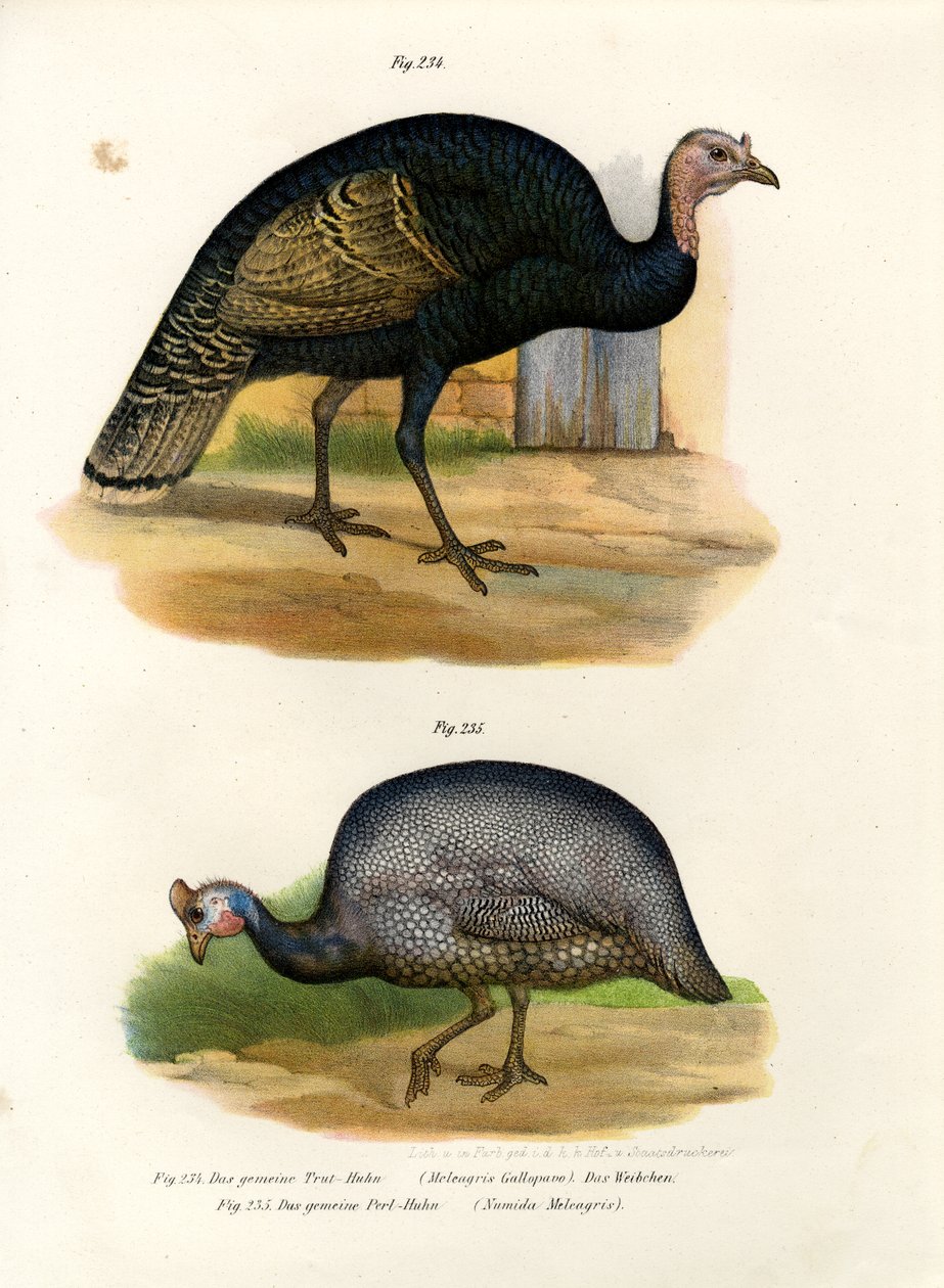 Divoké Turecko, 1864 od German School