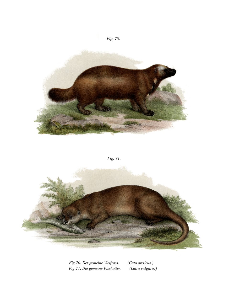 Wolverine, 1860 od German School