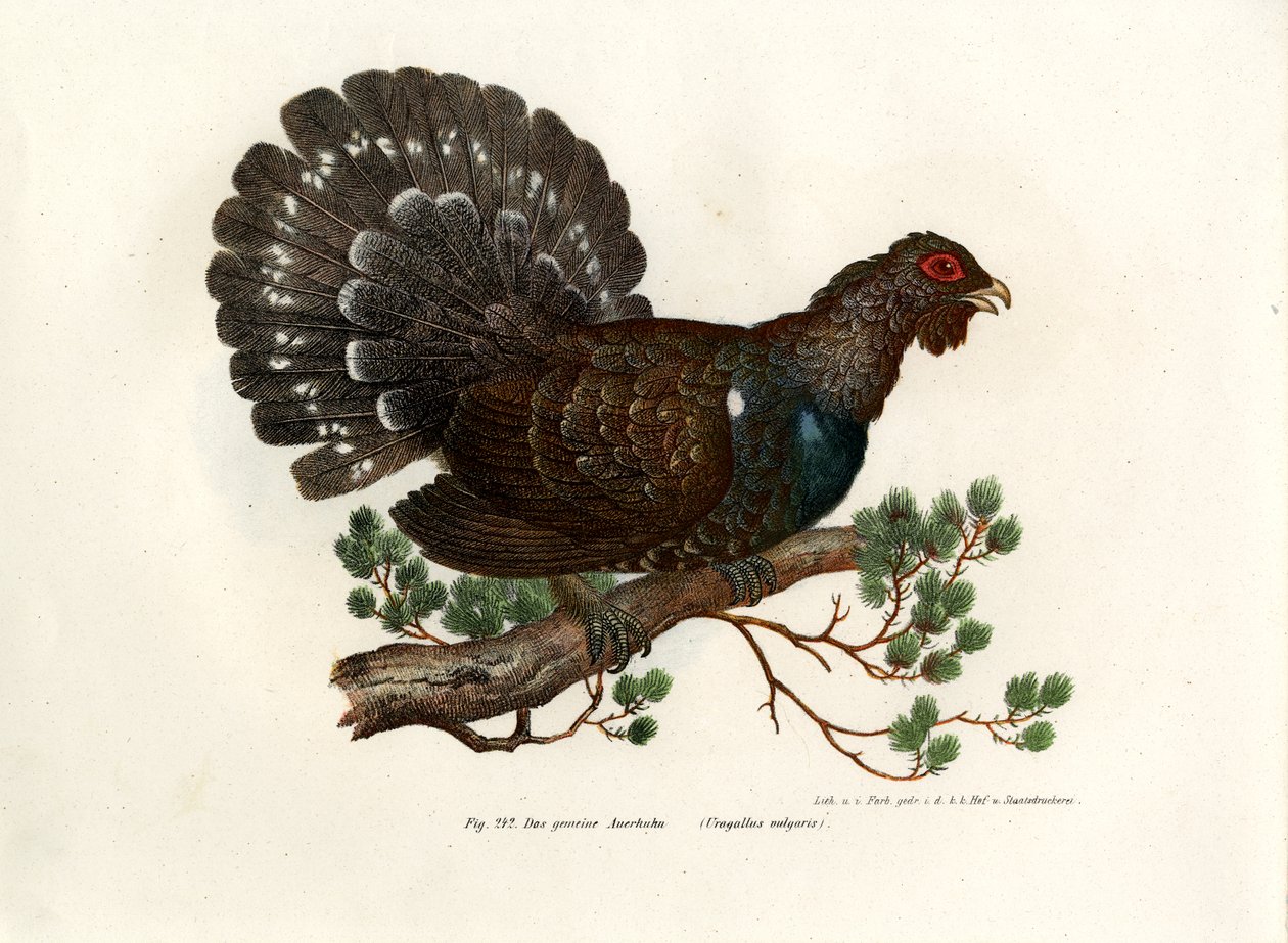 Wood Grouse, 1864 od German School