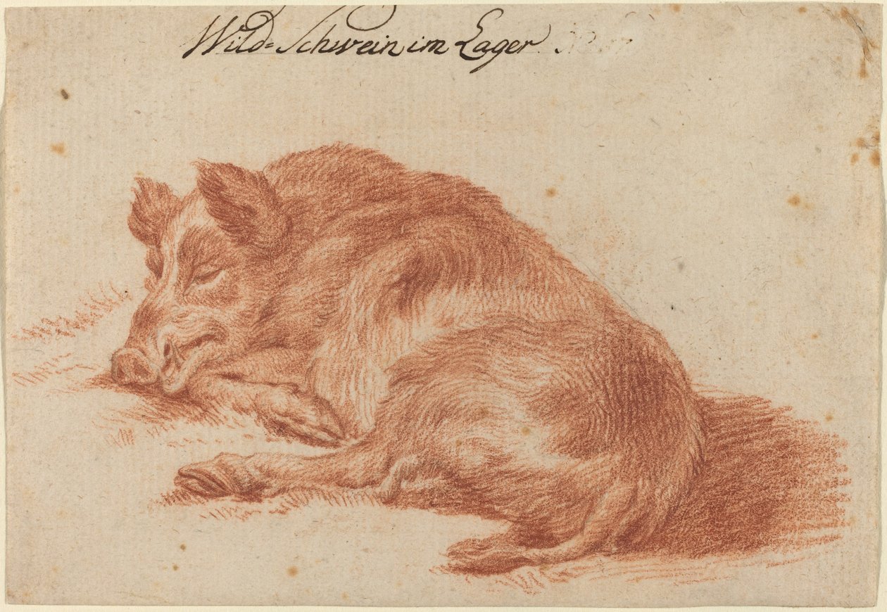 Prase divoké od German 18th Century