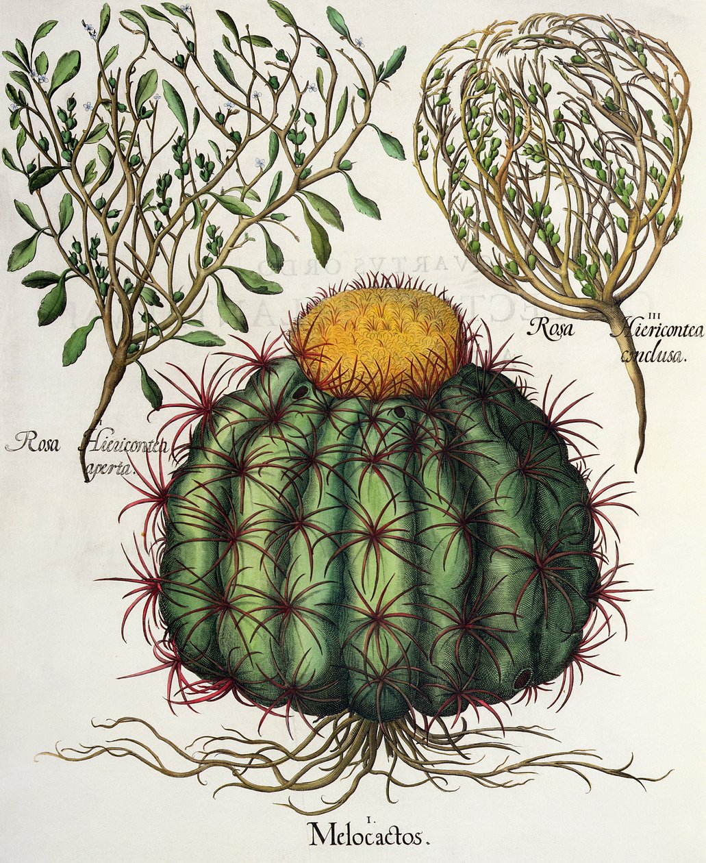 1.Melocactus; 2.Rosa Hiericontea 3.Rosa Hiericontea, z Hortus Eystettensis od Basila Beslera (1561-1629), hospoda. 1613 od German School