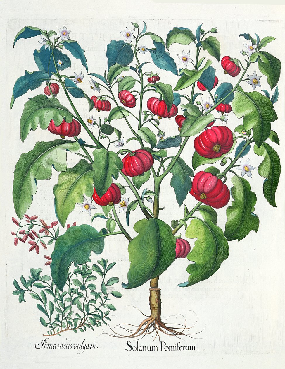 1. Plody Solanum 2. Amaracus vulgaris, z Hortus Eystettensis od Basila Beslera (1561-1629), pub. 1613 od German School