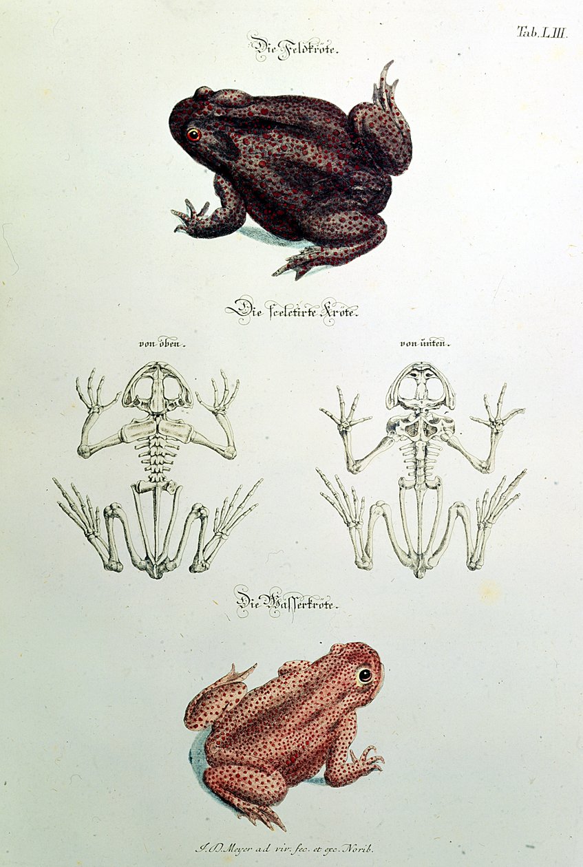 460 fol.1 Ropuchy, talíř LIII z 