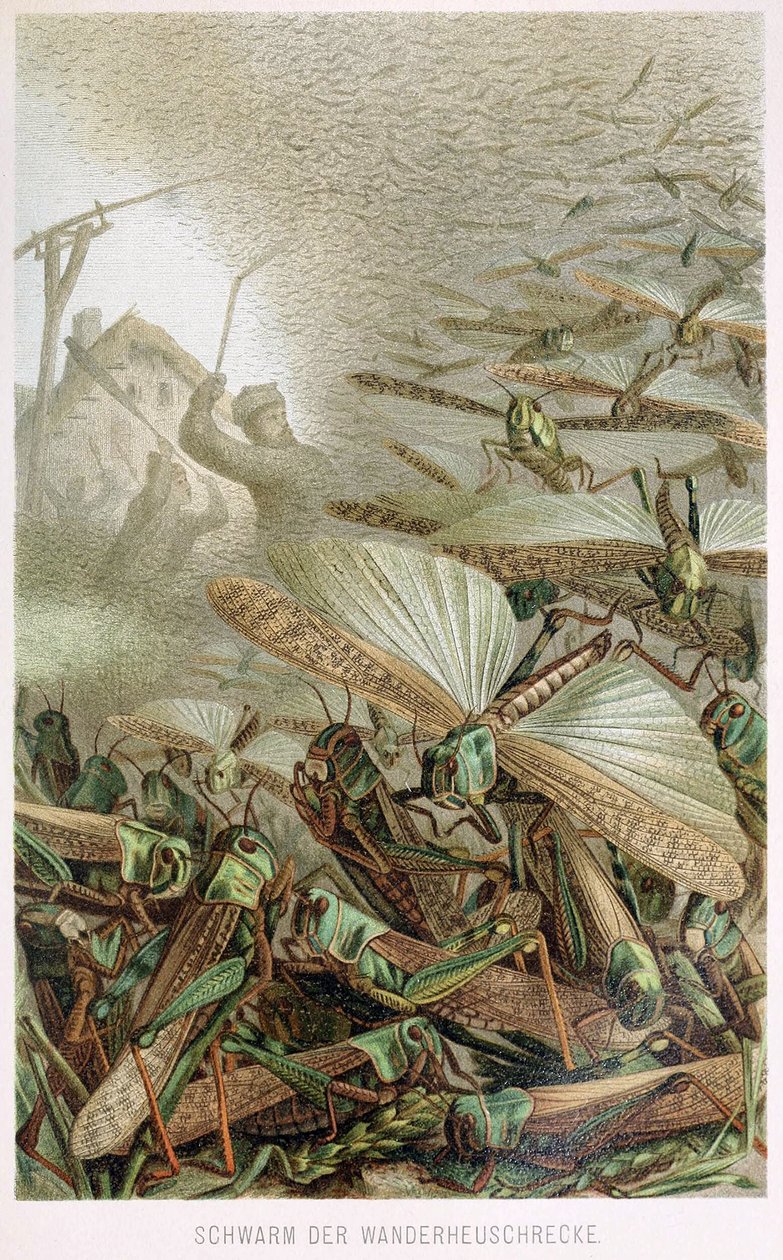 Swarm of Locusts, od Brehms Tierleben, hospoda. 60. léta 19. století od German School