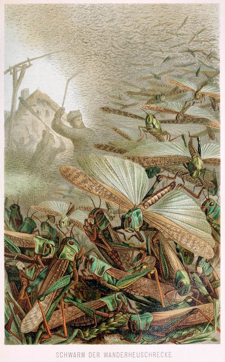Swarm of Locusts, od Brehms Tierleben, hospoda. Barevná litografie 1860, 1860. od German School