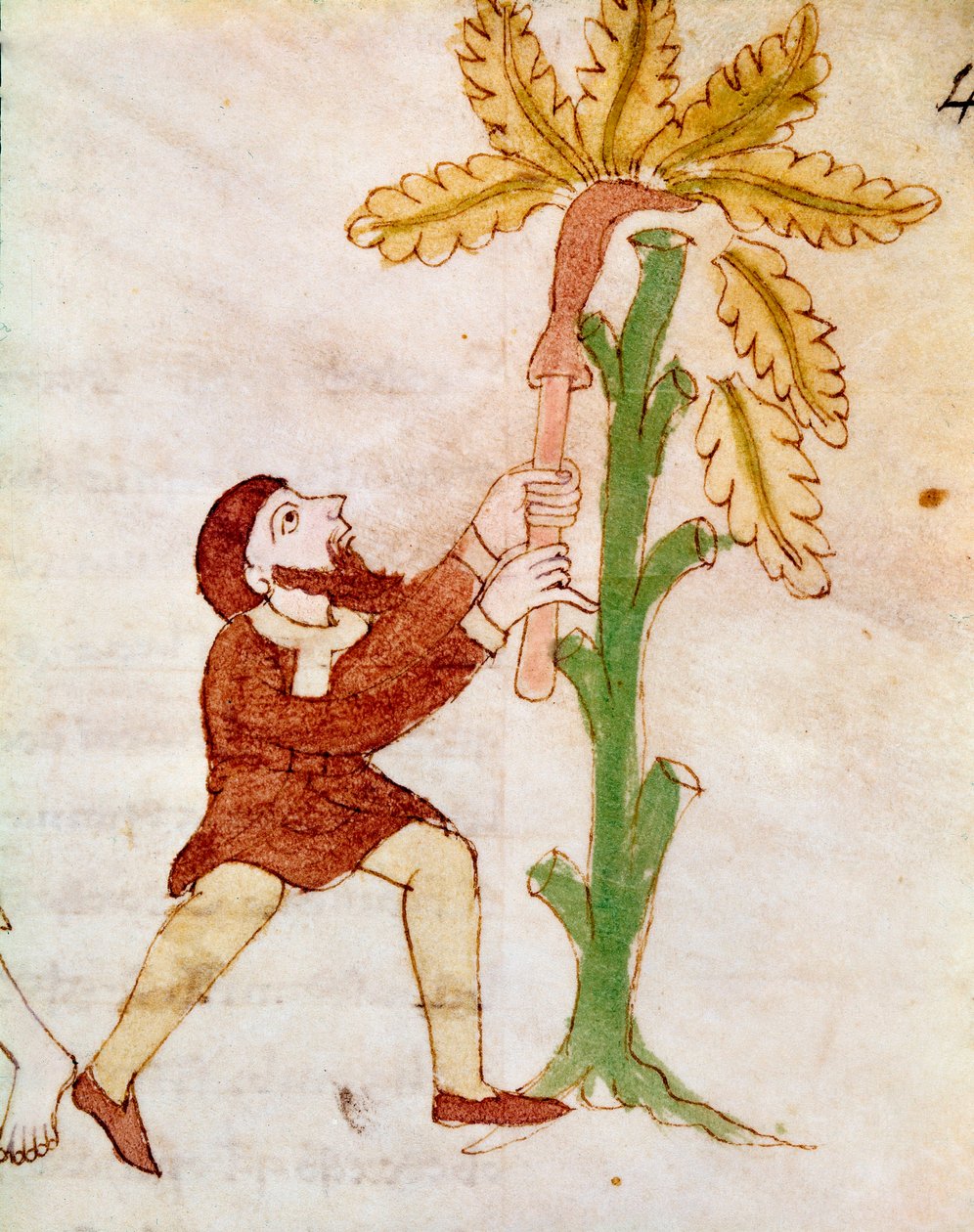Farmář vyřezávající větve miniaturního stromu z rukopisu „De Universo“ nebo „De rerum naturis“ od Rabana Maura Magnentia (neboli Raban Maur nebo Rabano Mauro, asi 780-856). 9. století. Archiv opatství Monte Cassino (Mount Cassin) od German School