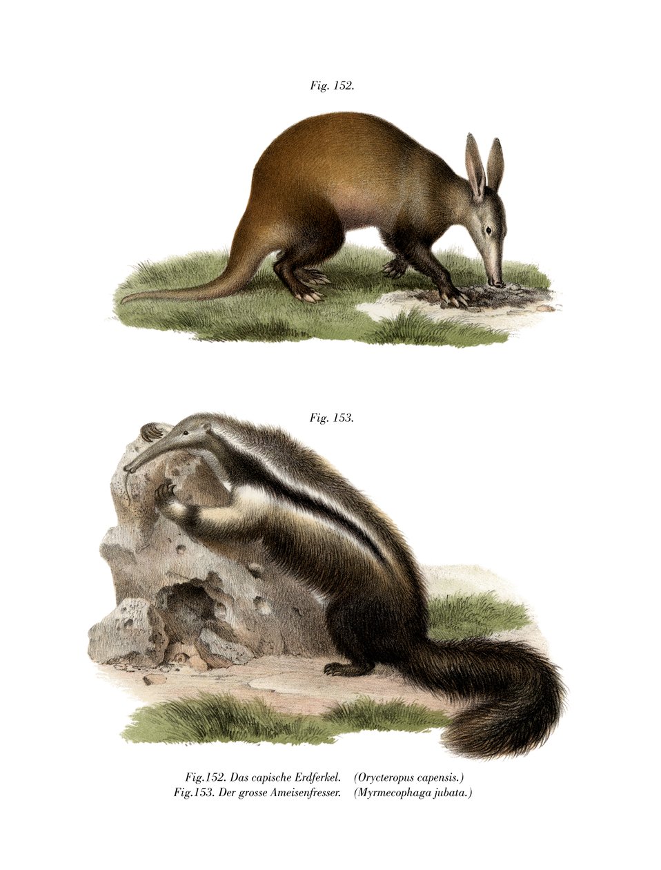 Aardvark, 1860 od German School