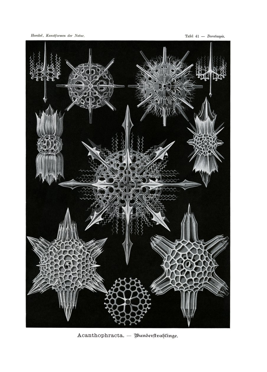 Acanthophracta, 1899-1904 od German School