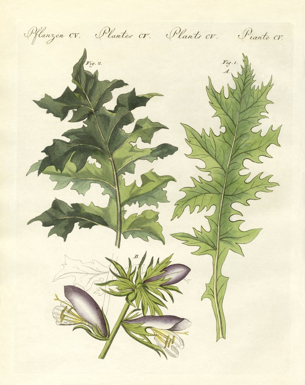Rostliny Acanthus (barevné rytí) od German School