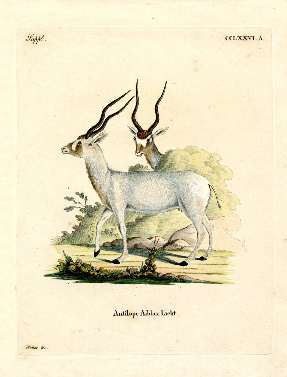 Addax Antelope (barevné rytí) od German School