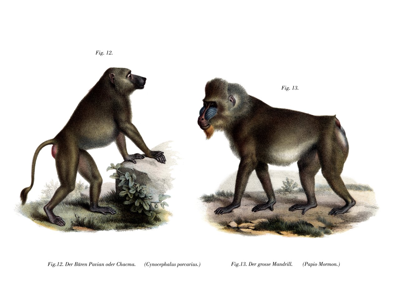 Pavián africký, 1860 od German School
