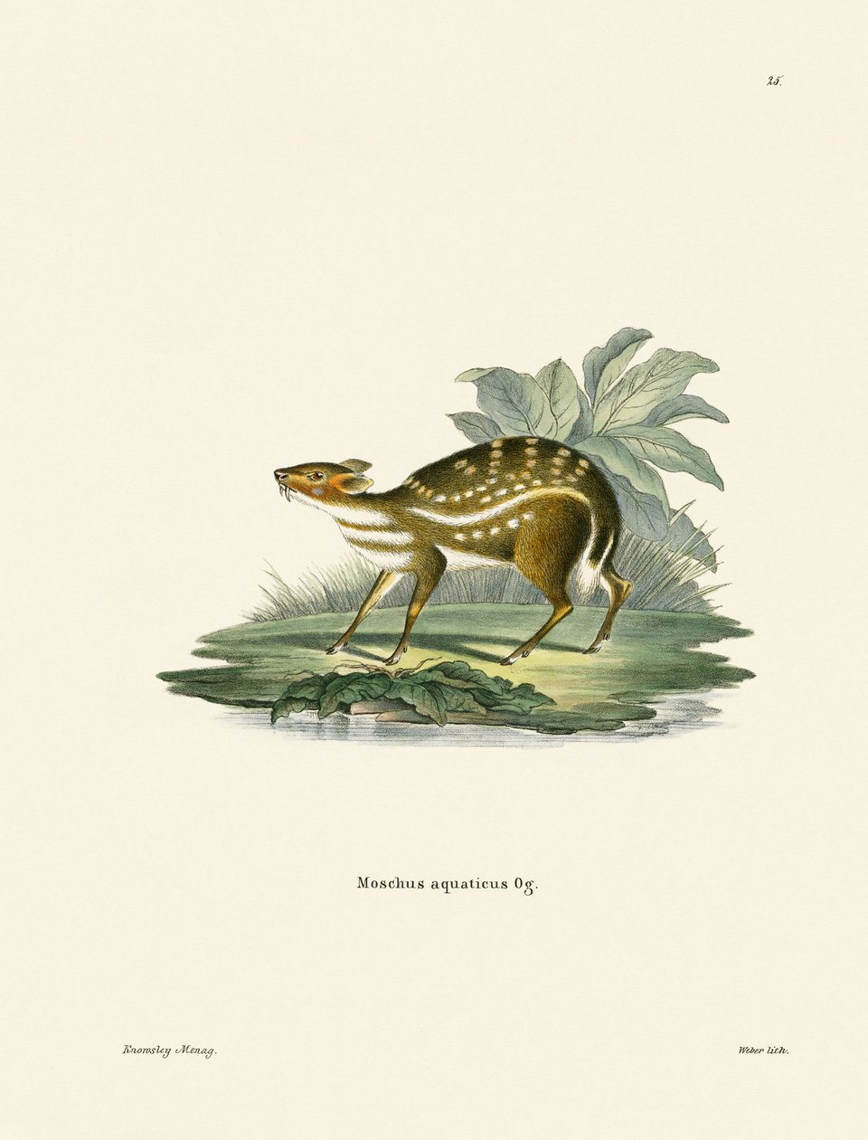 Africký Chevrotain (barevná rytina) od German School