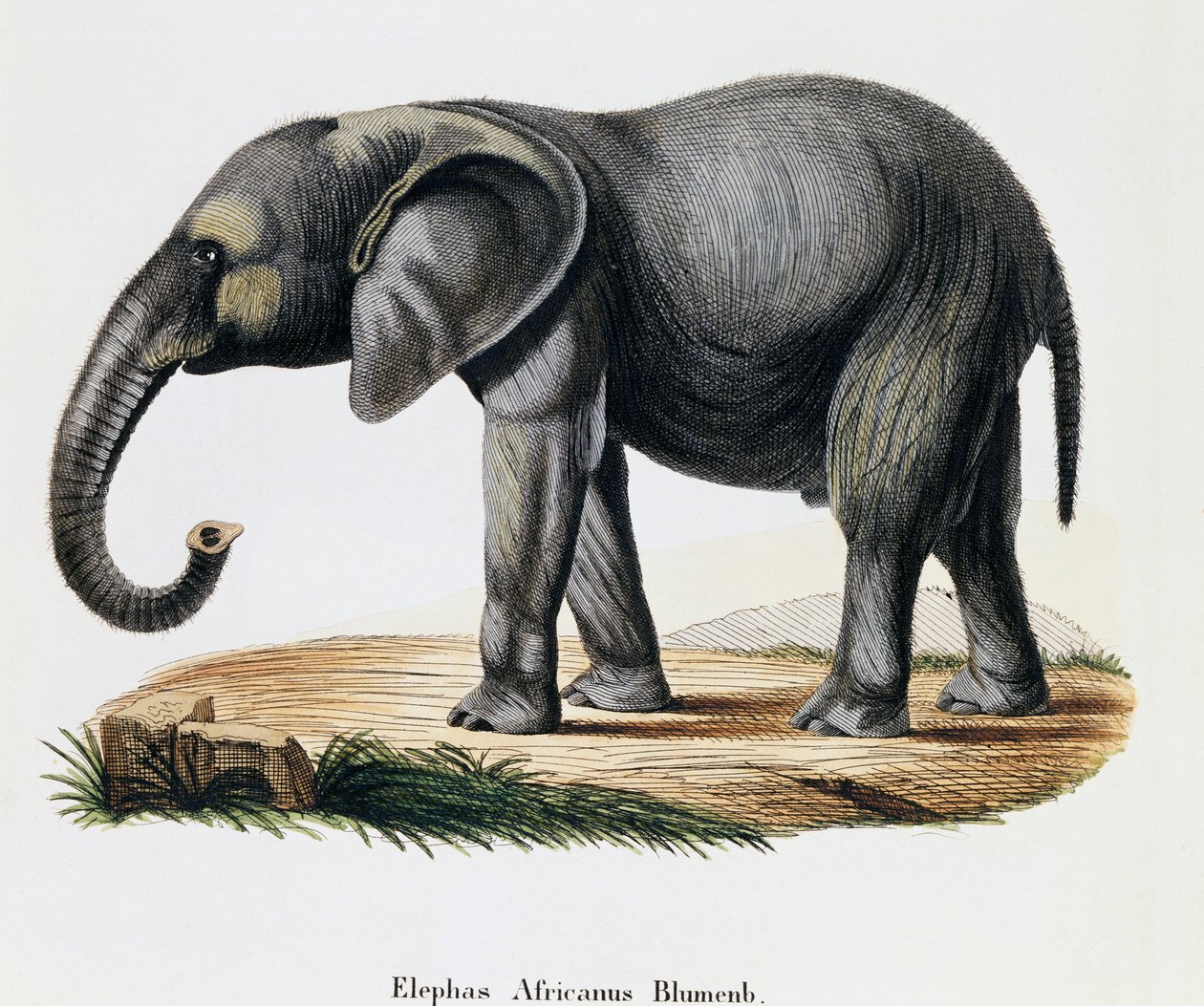 Slon africký (Elephas africanus), ze savců ilustrovaný z přírody s popisy, Johann Christian Daniel von Schreber (1739-1810), rytina IC Bock podle kresby A Fleischmann, Německo od German School