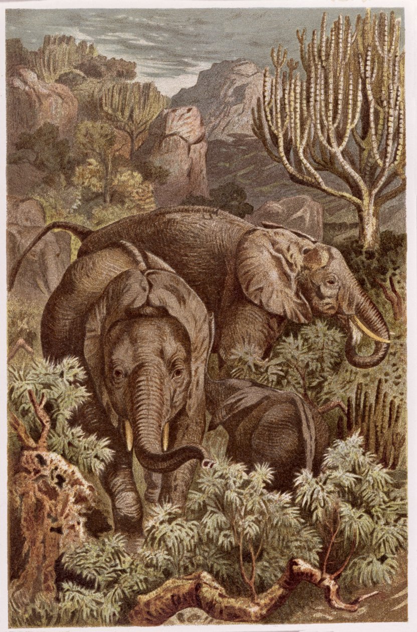 Slon africký, deska z Brehmsova Tierlebenu: Allgemeine Kunde des Tierreichs, sv. 3, str. 9, vydal Bibliographisches Institut, 1891. od German School