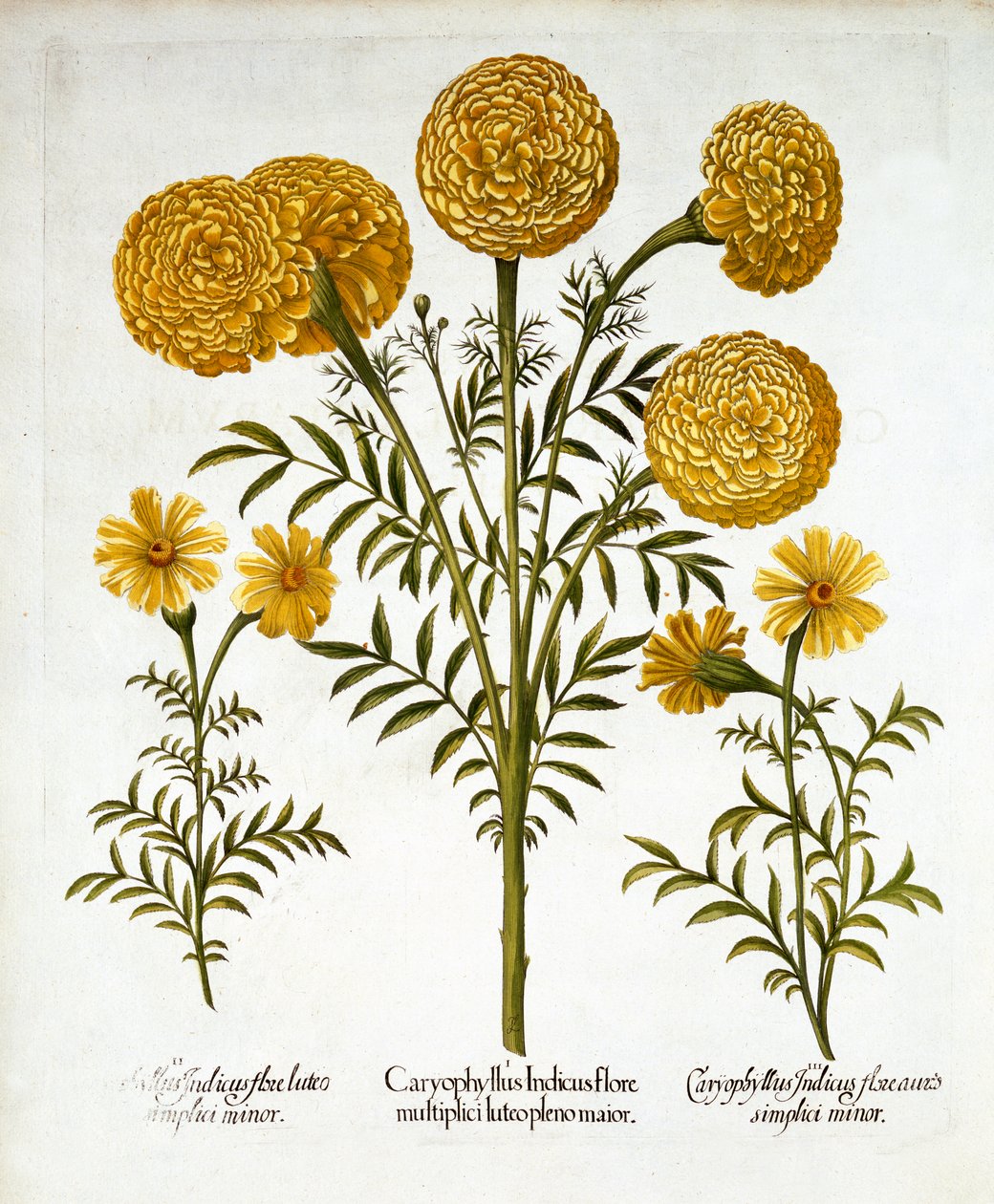 Africký měsíček a francouzské měsíčky, od Hortus Eystettensis, Basil Besler (1561-1629), hospoda. 1613 (ručně kolorovaná rytina) od German School