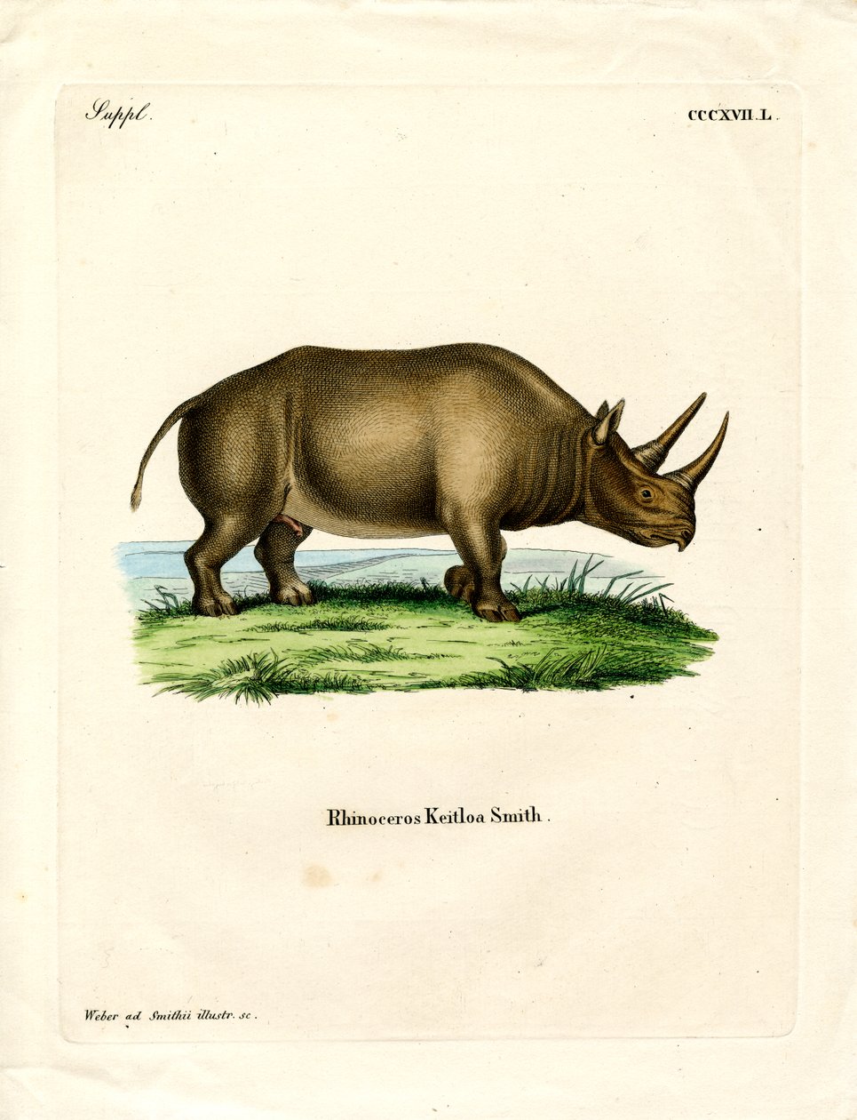 Africký nosorožec (barevná rytina) od German School