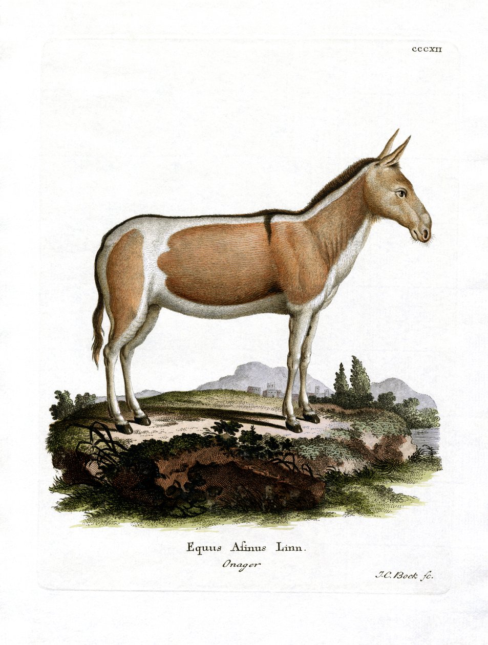 African Wild Ass (barevné rytí) od German School