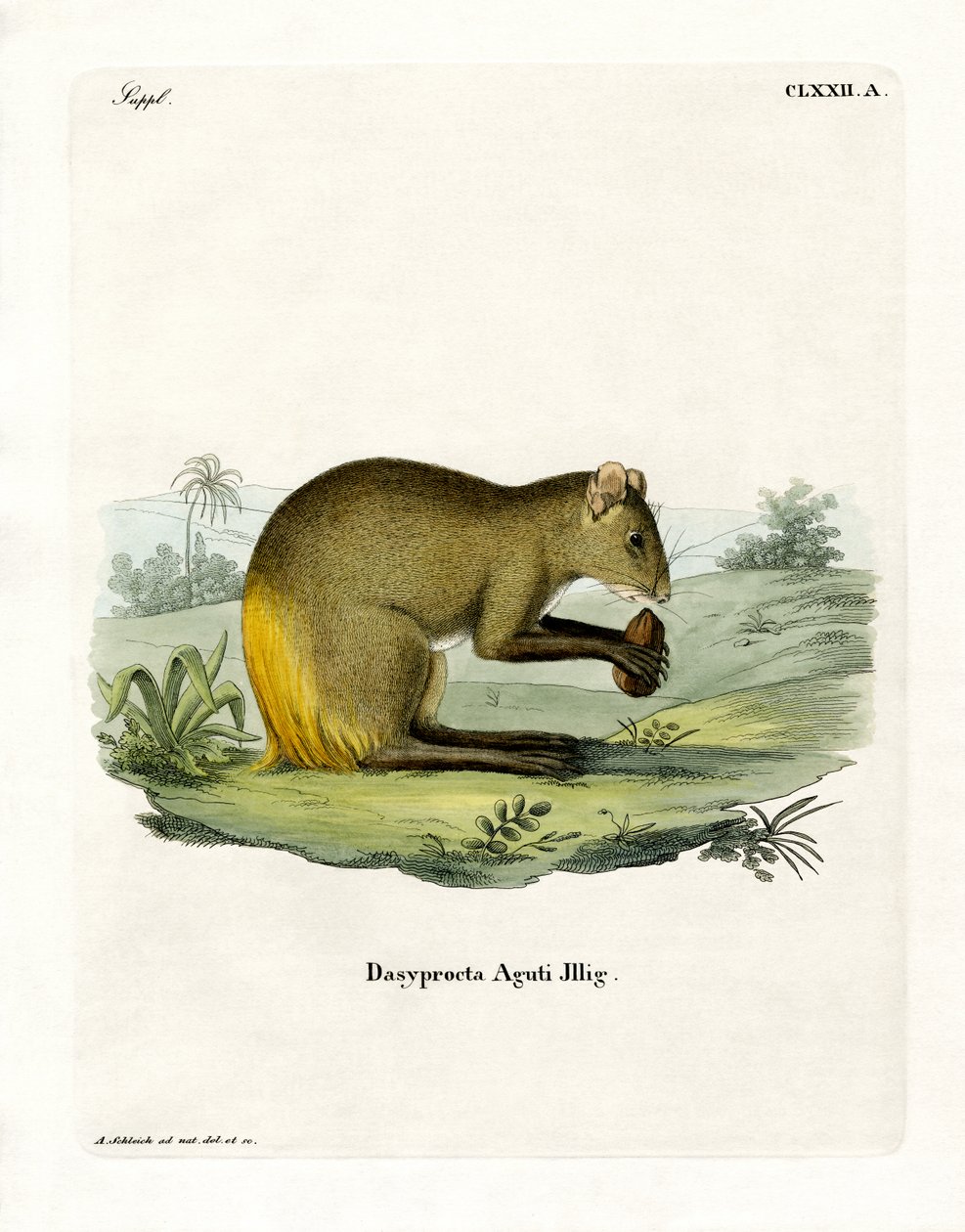 Agouti (barevné rytí) od German School