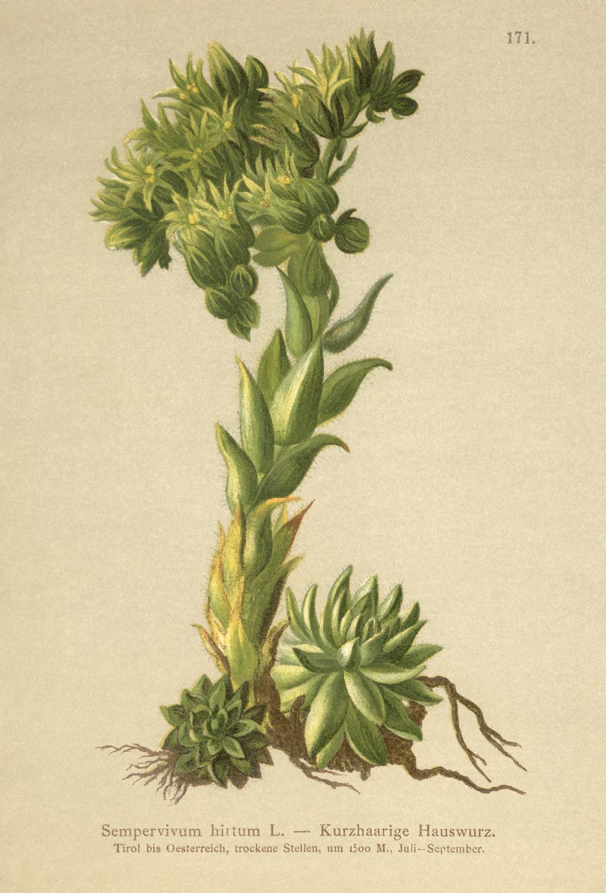 Allionii Houseleek (Sempervivum hirtum, Jovibarba hirta) od German School