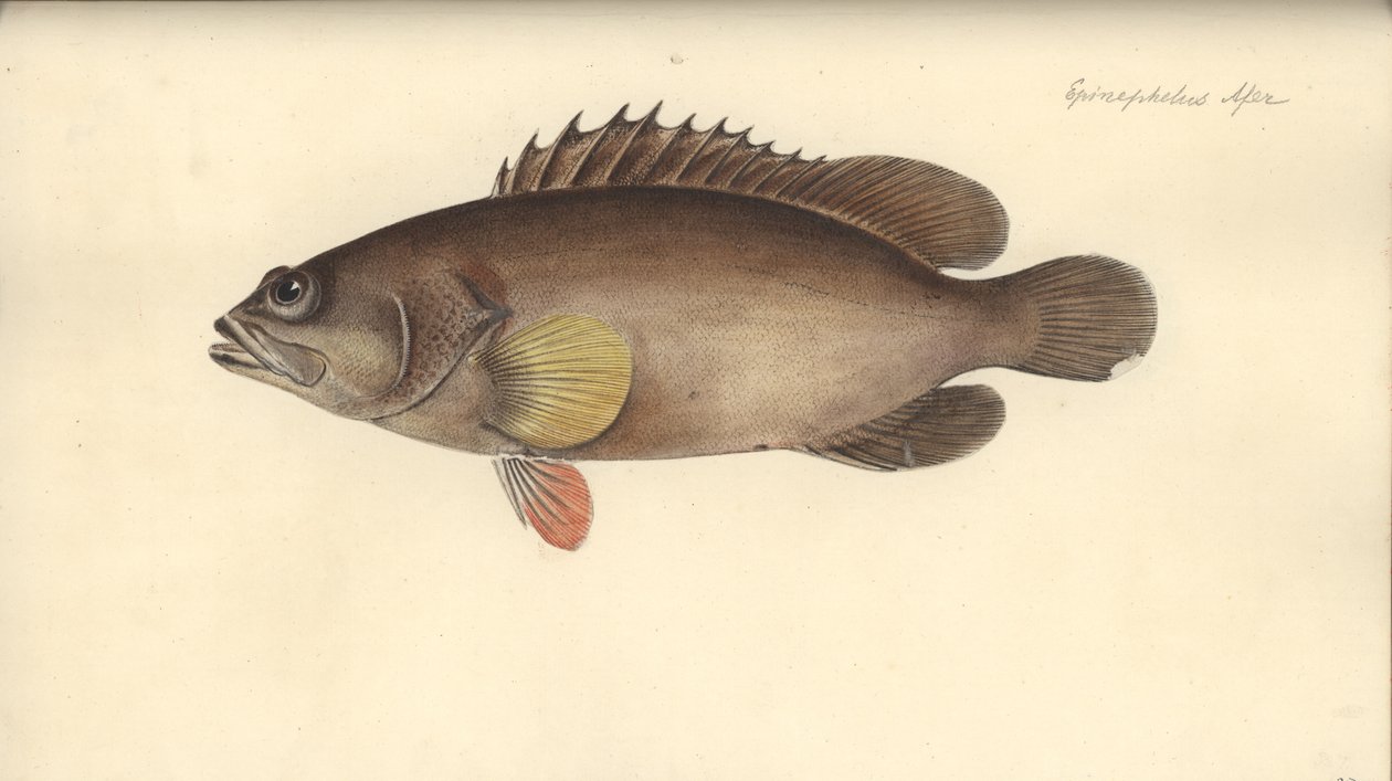 Alphestes afer, před 1793 (wc na papíře) od German School