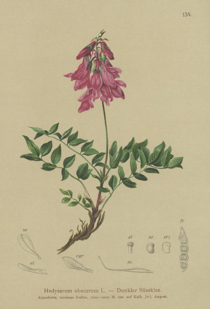 Alpská (Hedysarum obscurum, Hedysarum hedysaroides) od German School