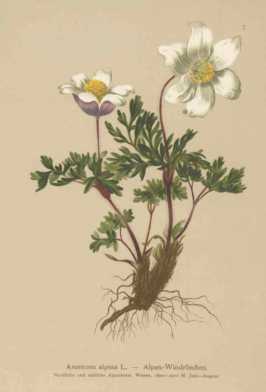 Sasanka alpská (Anemone alpina, Pulsatilla alpina) od German School