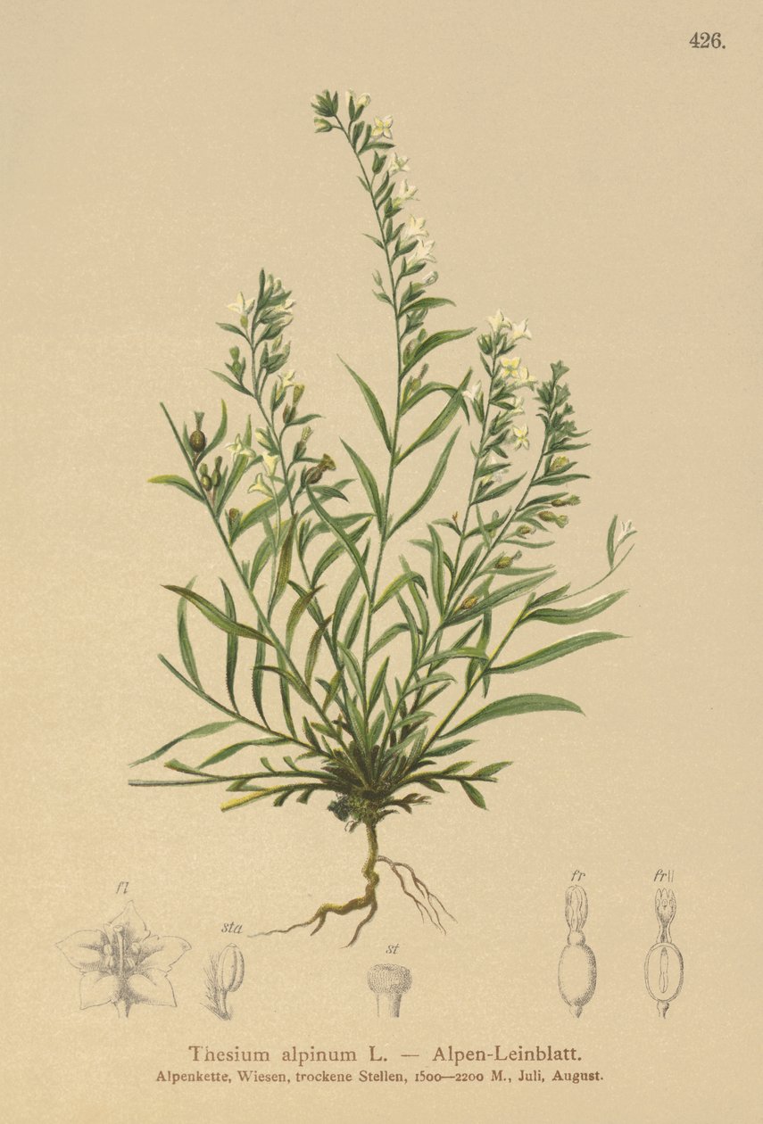 ropucha alpská (Thesium alpinum) od German School
