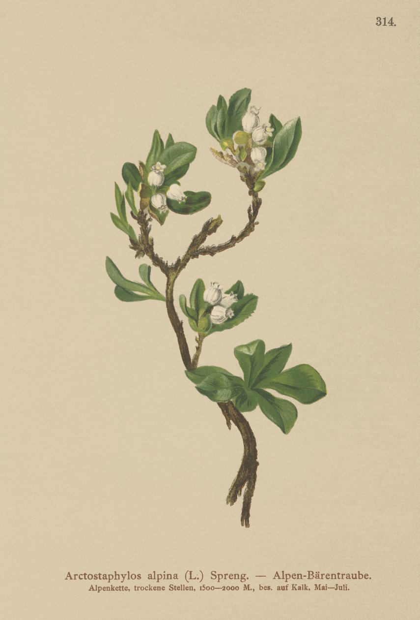Medvědice alpská (Arctostaphylos alpina, Arctostaphylos alpinus) od German School