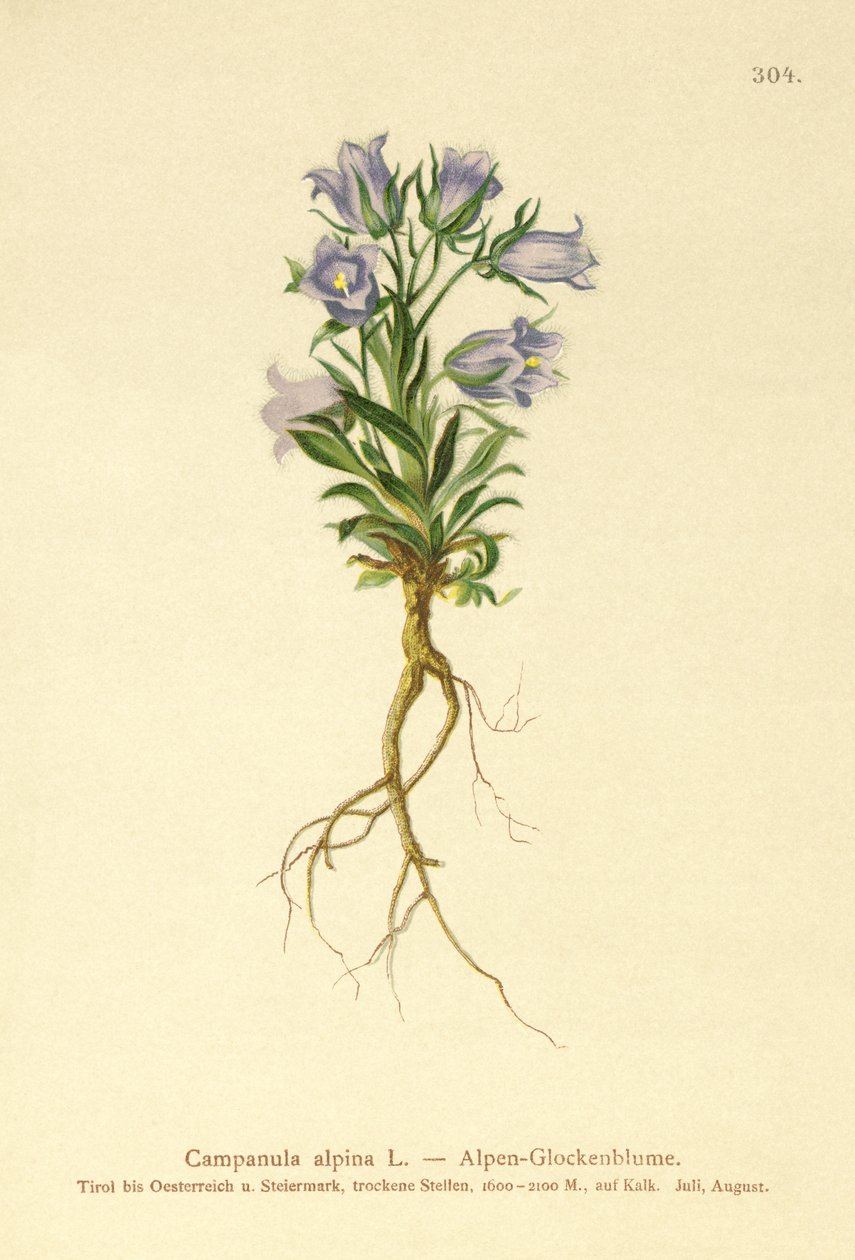 Zvonek alpský (Campanula alpina) od German School