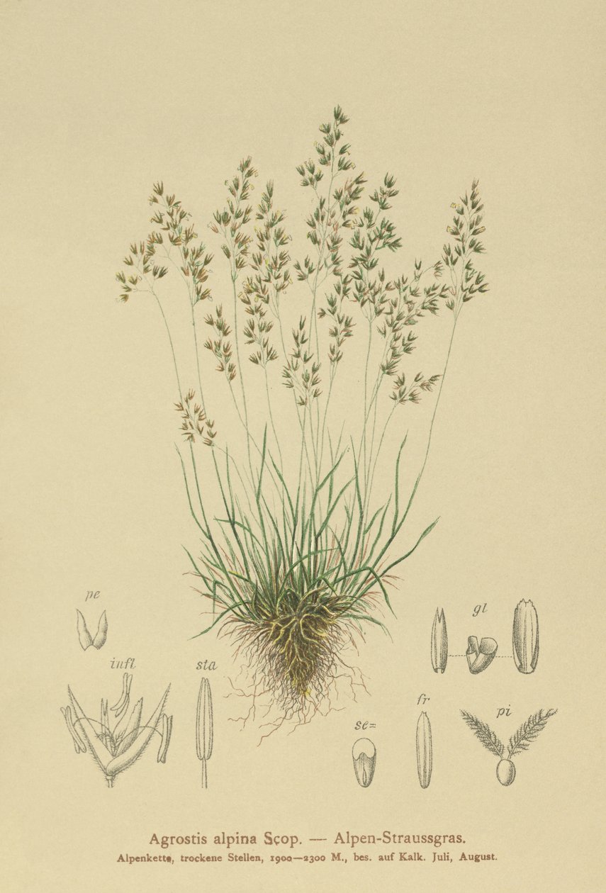 Bentgras alpský (Agrostis alpina, Aira flavescens) od German School