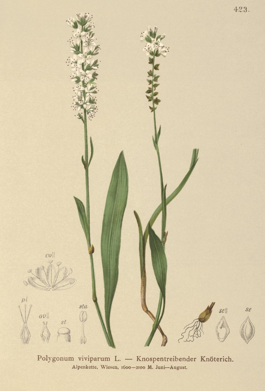 Bistort alpský (Bistorta vivipara, Polygonum viviparum, Persicaria vivipara) od German School