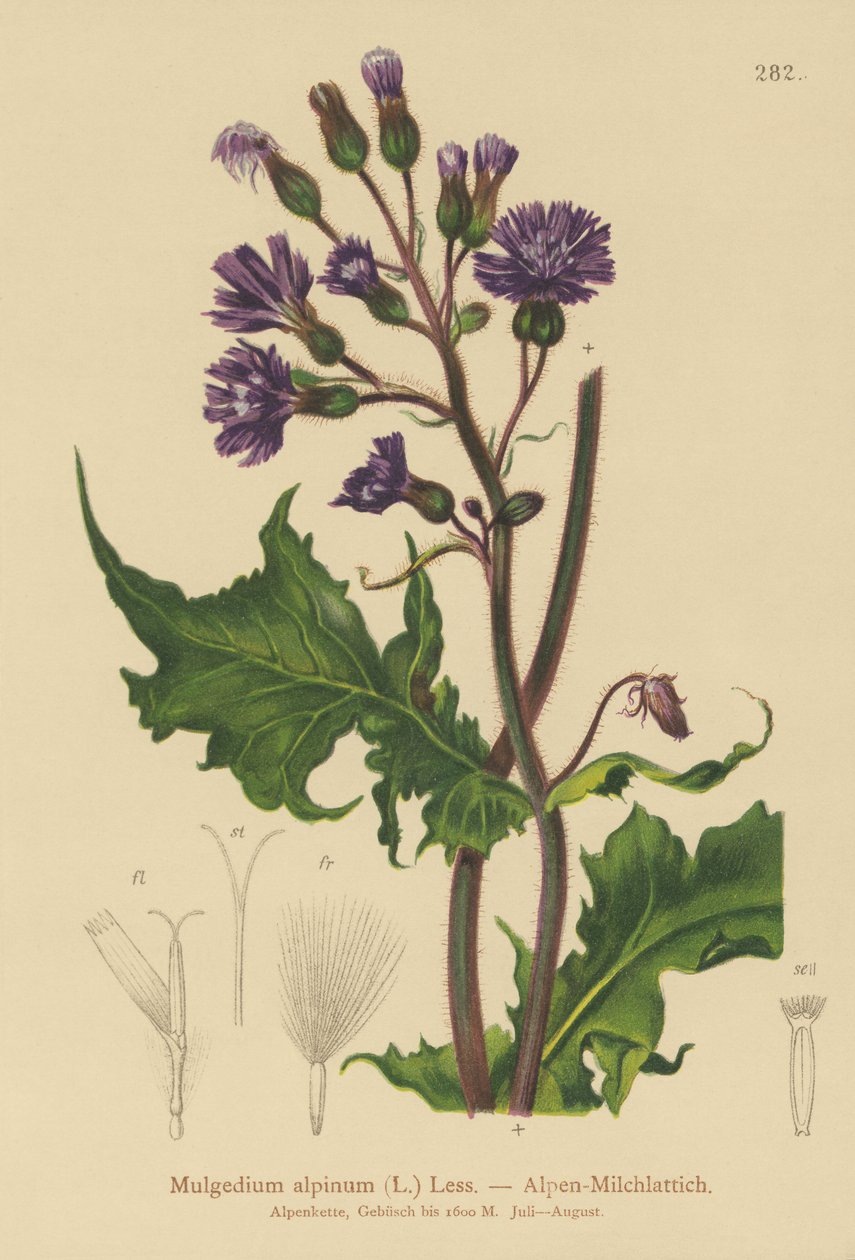 Ostropestřec alpský (Mulgedium alpinum, Cicerbita alpina) od German School