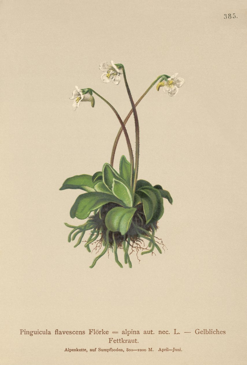Máselník alpský (Pinguicula flavescens, Pinguicula alpina) od German School