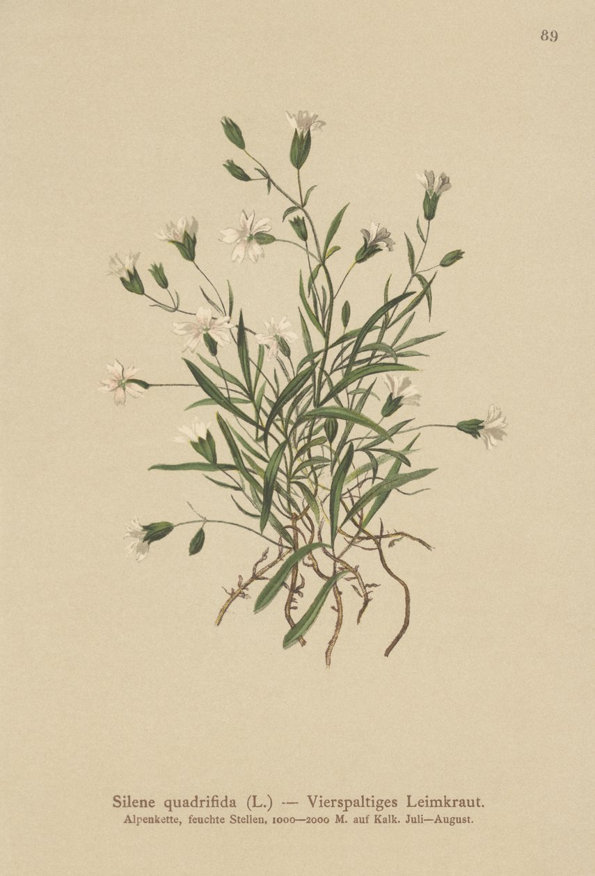 Campion alpský (Silene quadrifida, Ixoca quadrifida) od German School