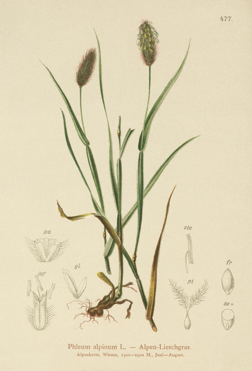 Kočka alpská (Phleum alpinum) od German School