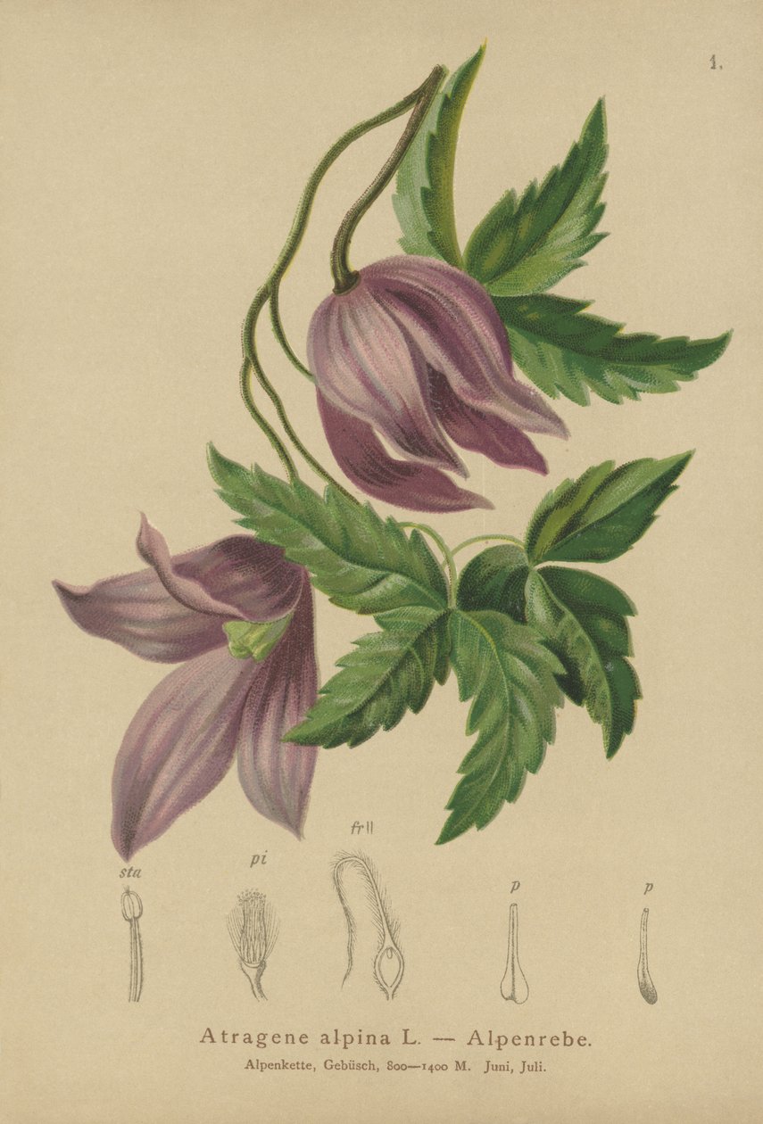 Plamének alpský (Atragene alpina, Clematis alpina) od German School