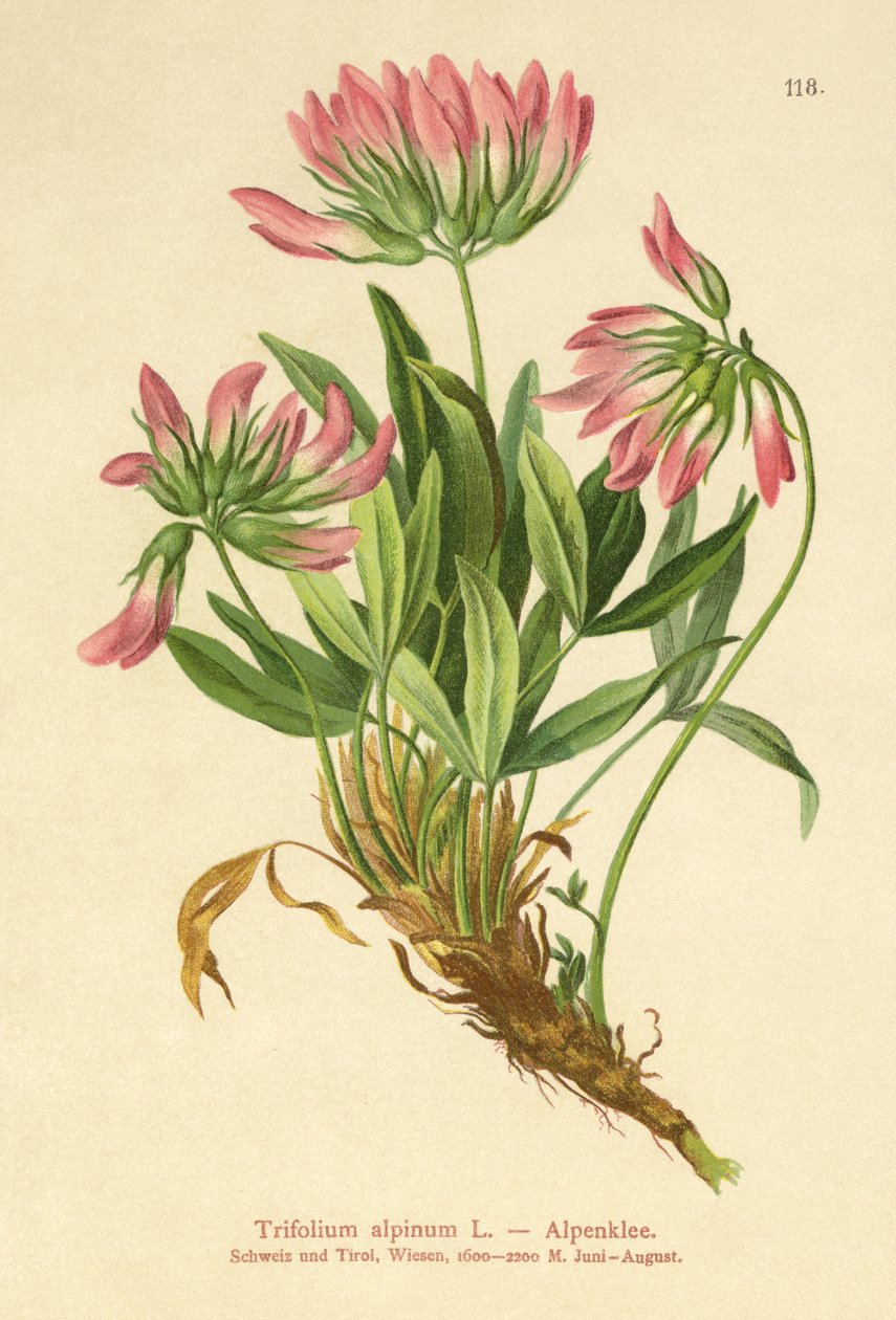 Jetel alpský (Trifolium alpinum) od German School