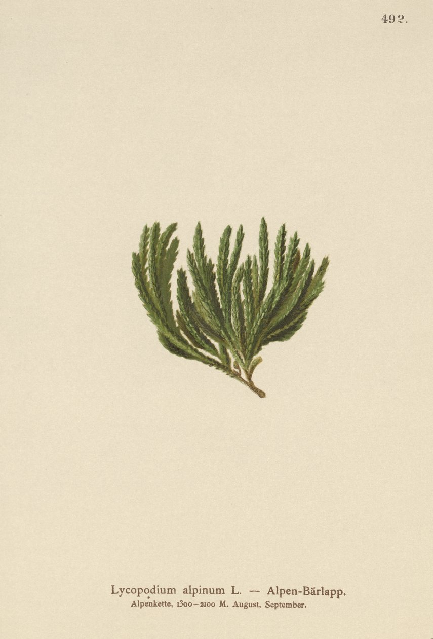 Kypr alpský (Lycopodium alpinum, Diphasiastrum alpinum) od German School