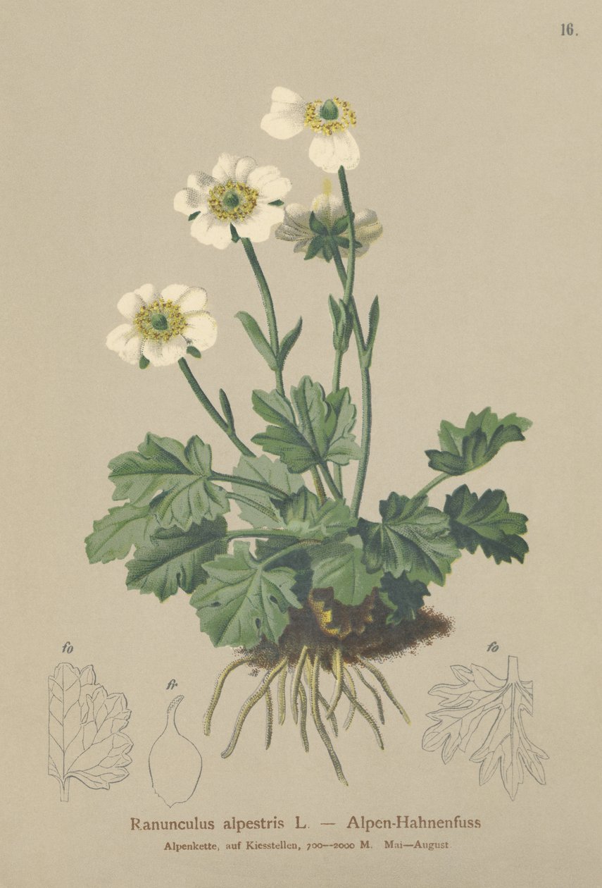 Vrana alpská (Ranunculus alpestris) od German School