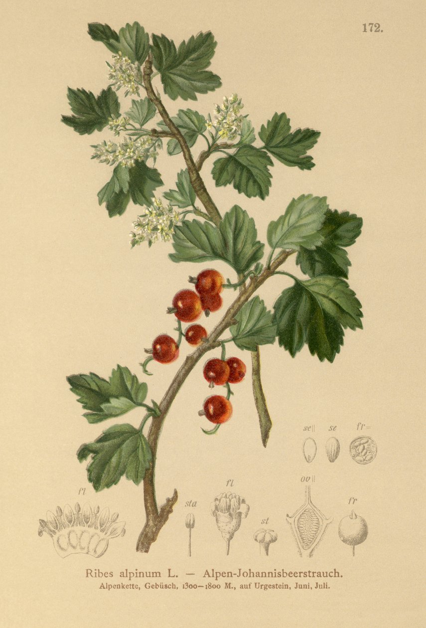 Alpský rybíz (Ribes alpinum) od German School